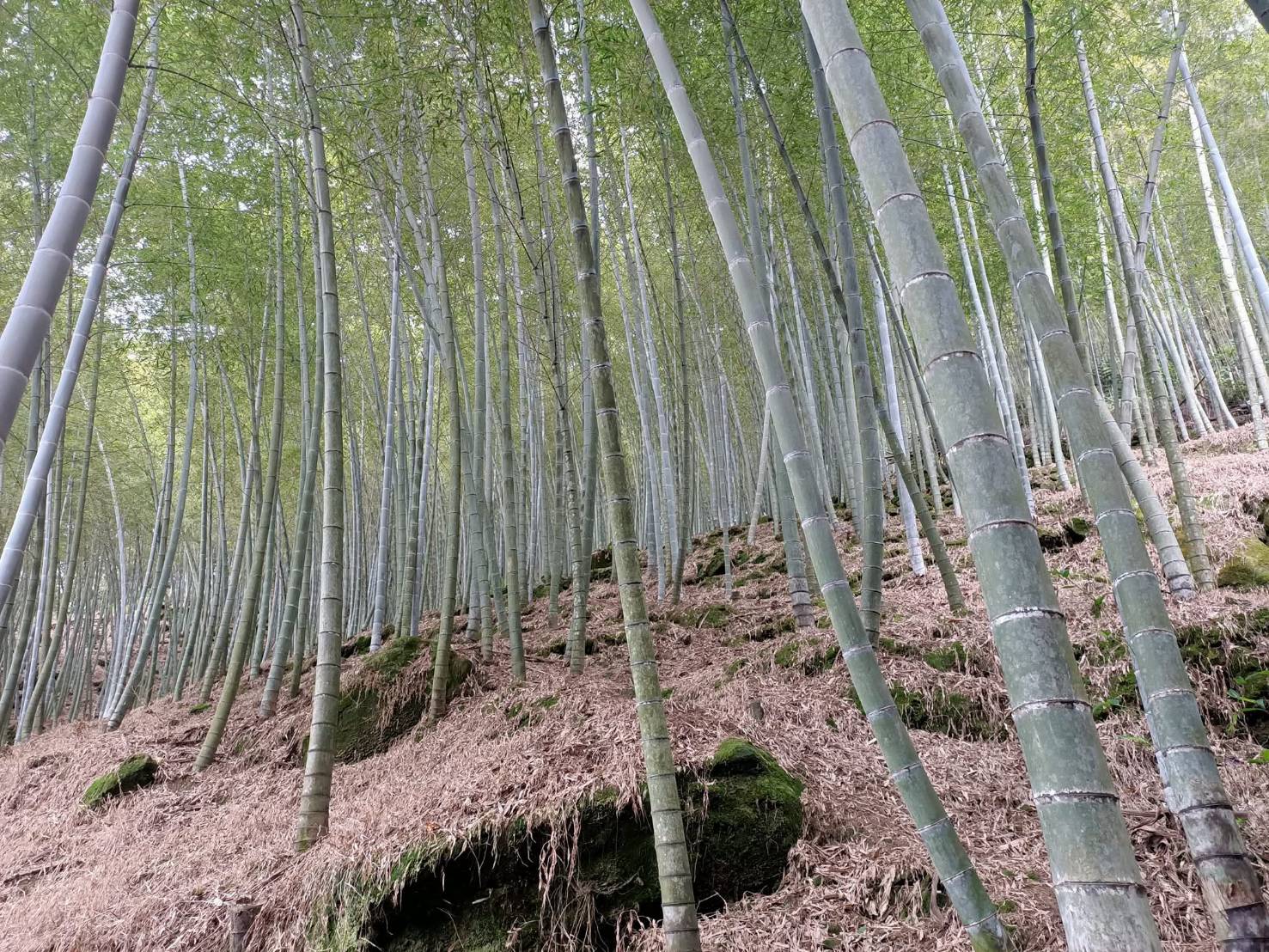 圖2.孟宗就是在孟宗竹下哭,才找得到竹筍的。