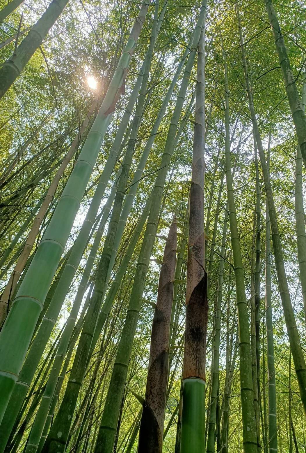圖3.這個是典型的孟宗竹林,要哭對時間和地點才有竹筍喔。
