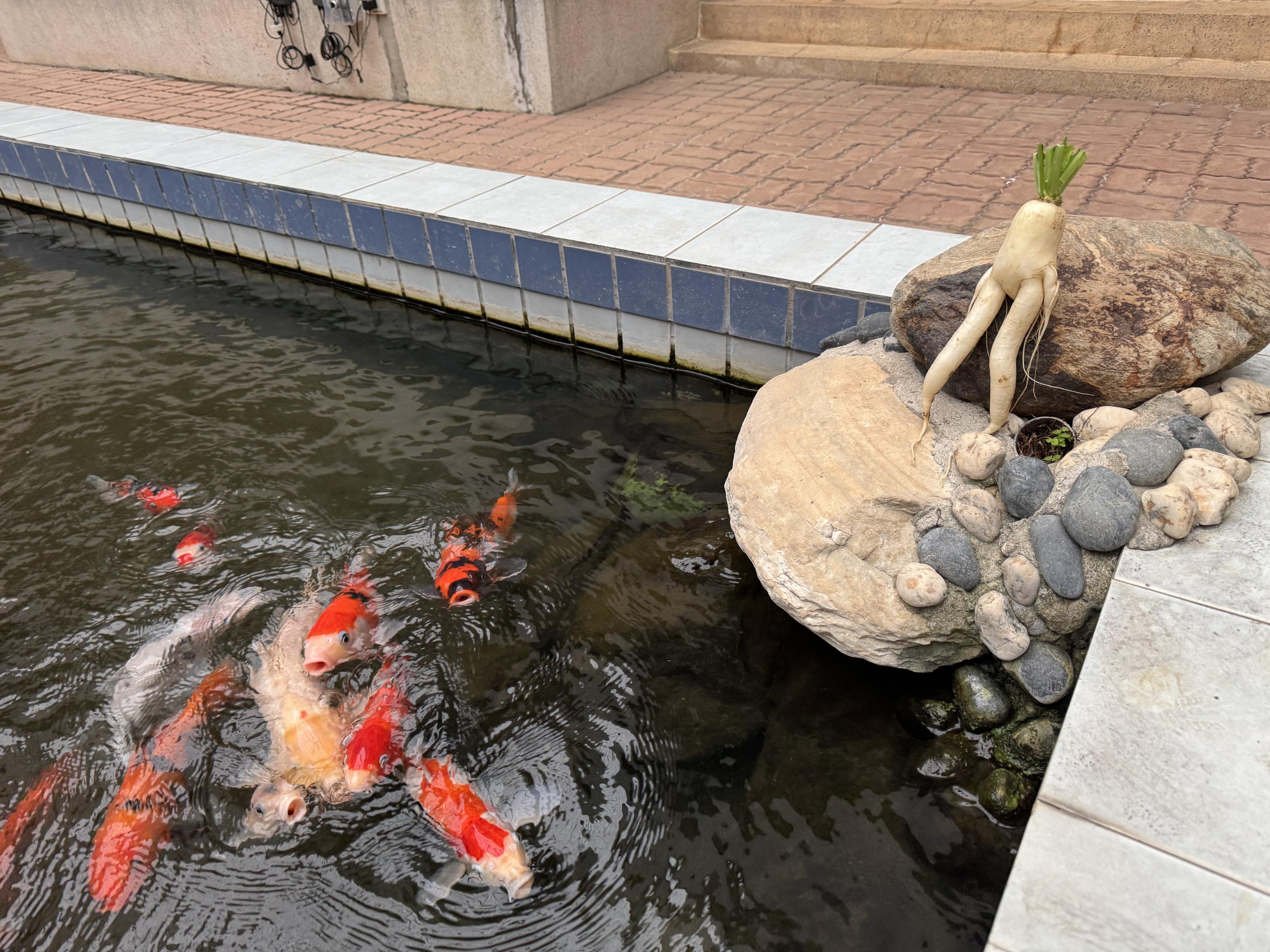 「農技大樓」一樓魚池的魚好有活力阿!