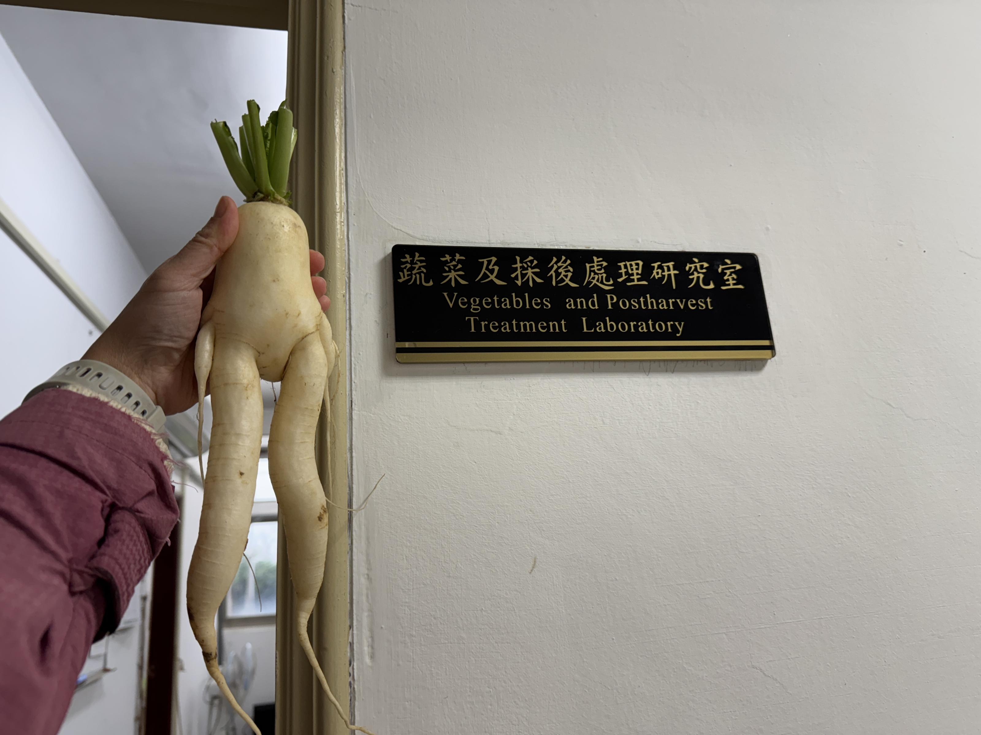身為蘿蔔一定要來「蔬菜及採後處理研究室」~