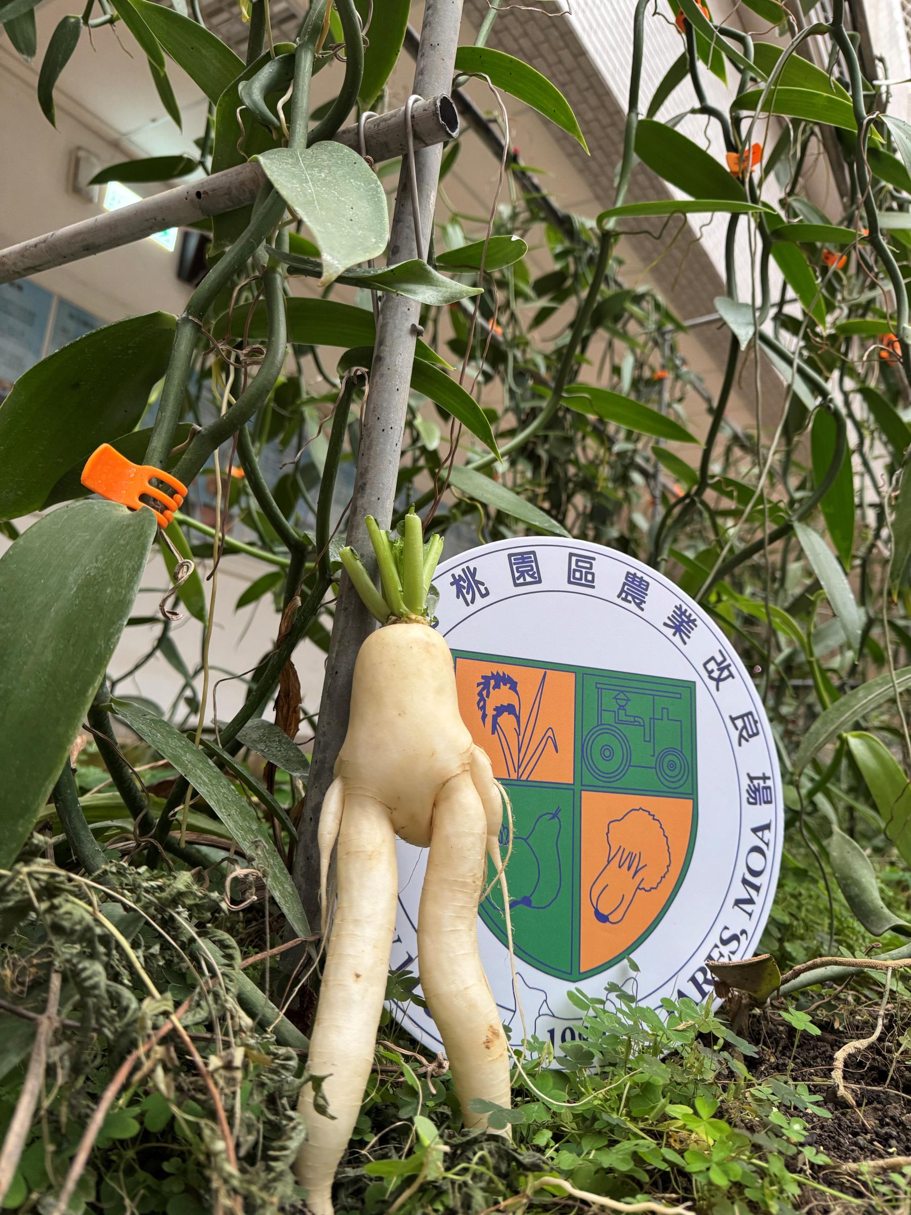 聽說香莢蘭研究獲得「2025年國家農業科學獎」。