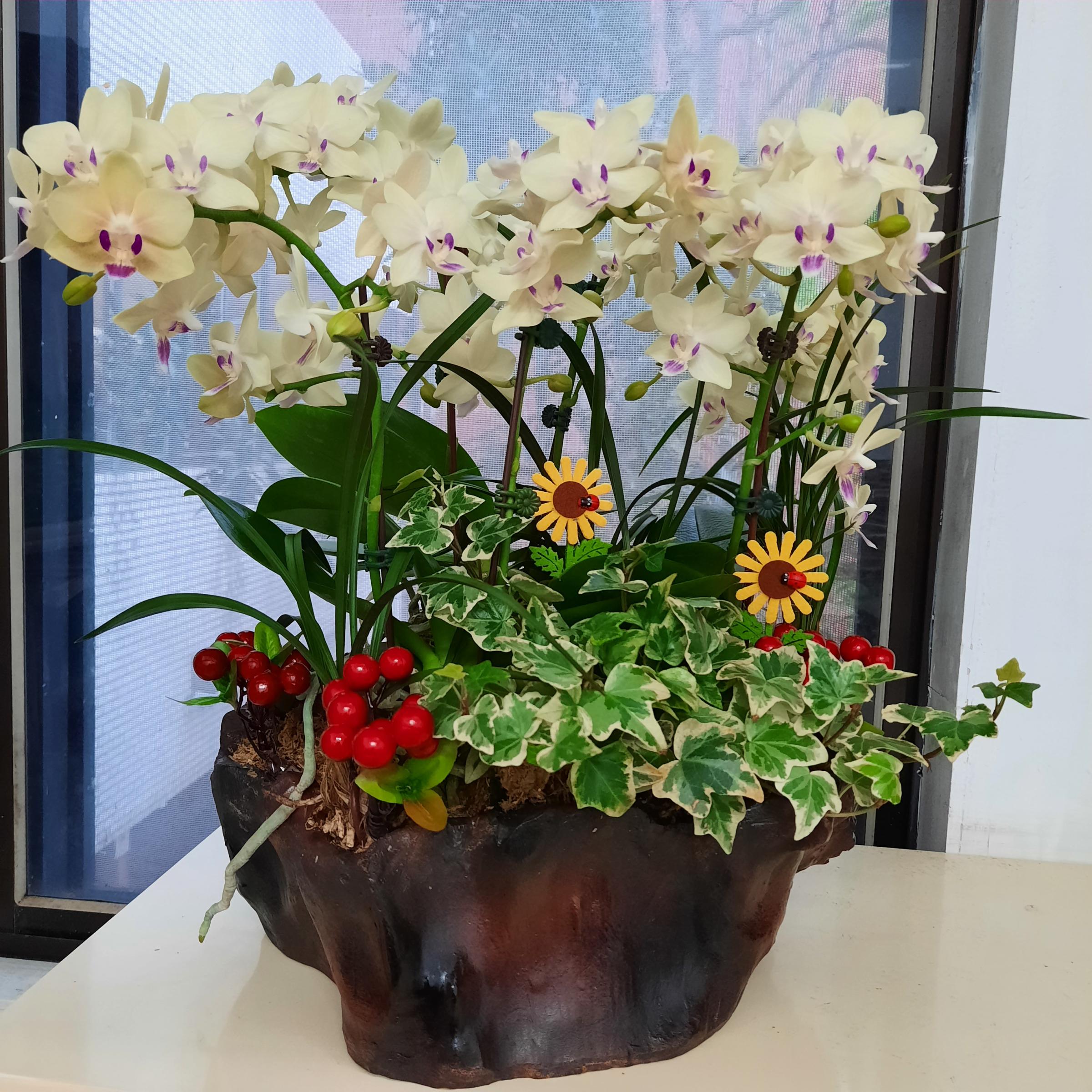 圖3.蝴蝶蘭「桃園2號­馨香」組合盆花。