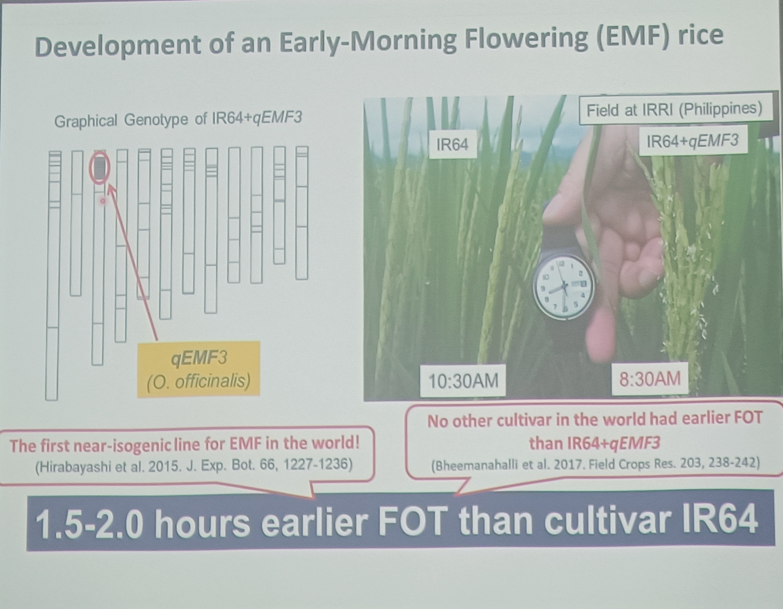 圖4.經導入提早開花之等位基因qEMF3可使IR64提早1.5〜2小時開花(圖片來源: NARO簡報)。