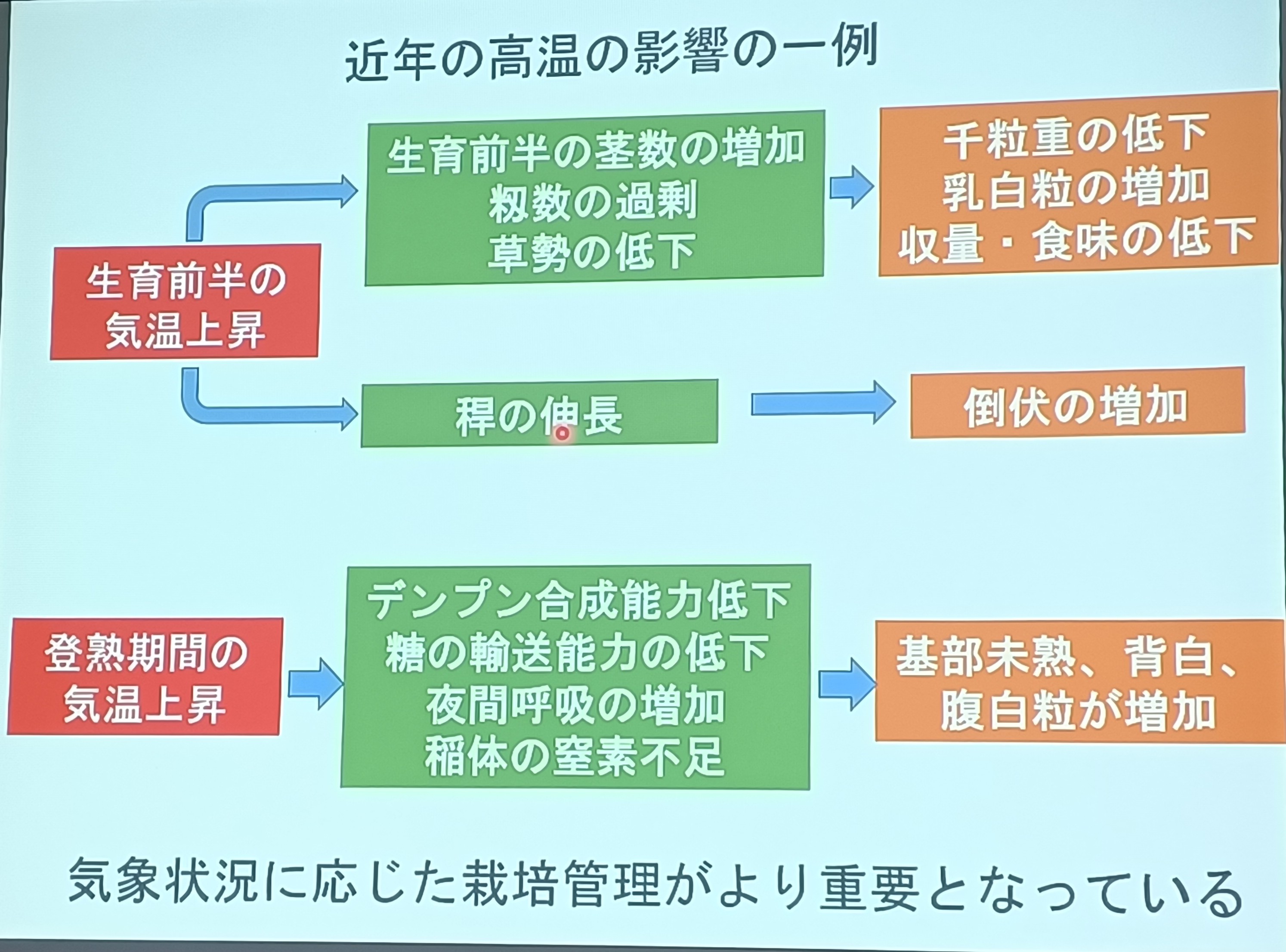 圖7.高溫對於水稻生育及米質性狀的影響(圖片來源:日本千葉縣農業技術中心簡報)。