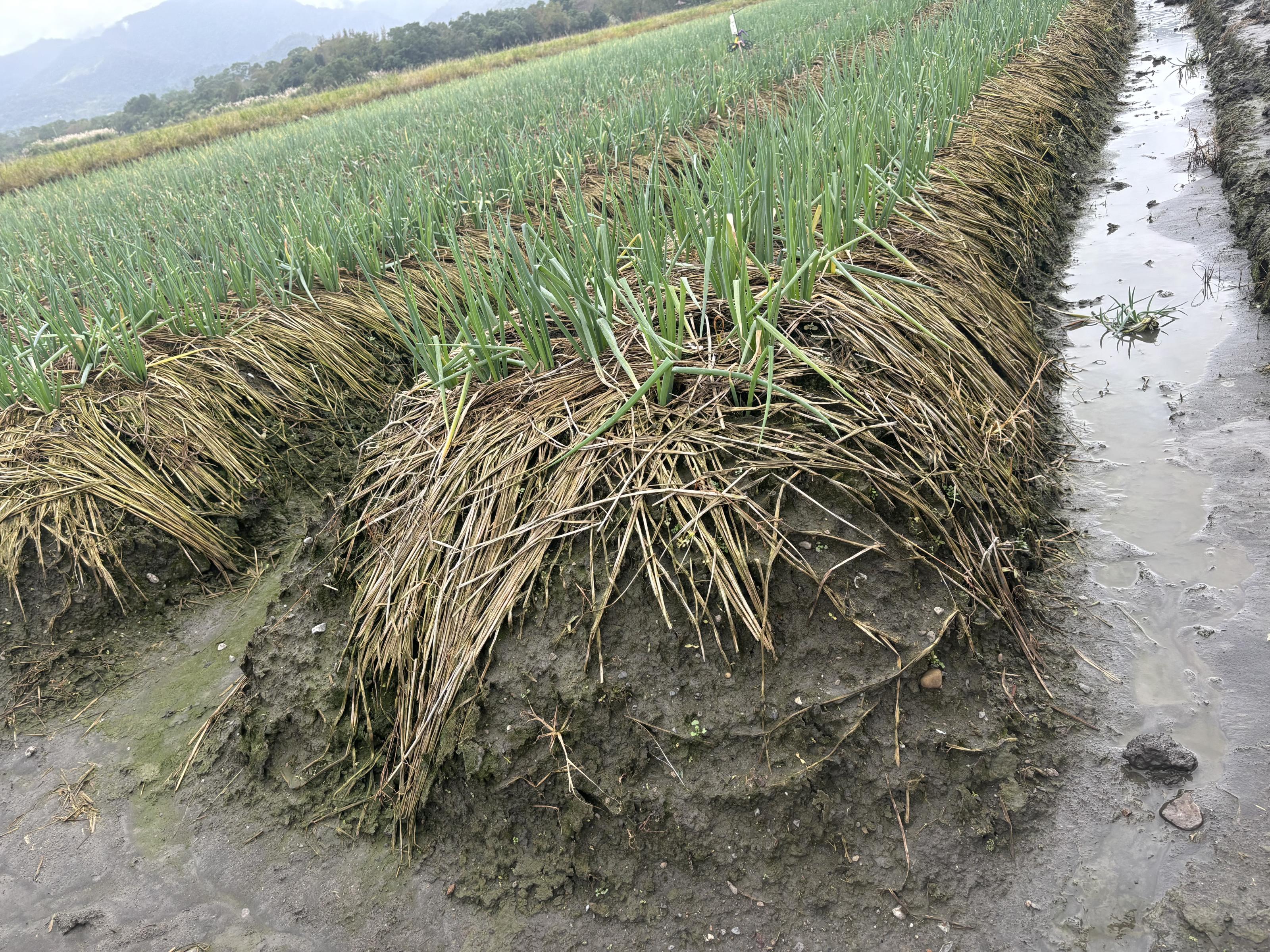 圖4.青蔥高畦種植,畦面敷蓋稻草。