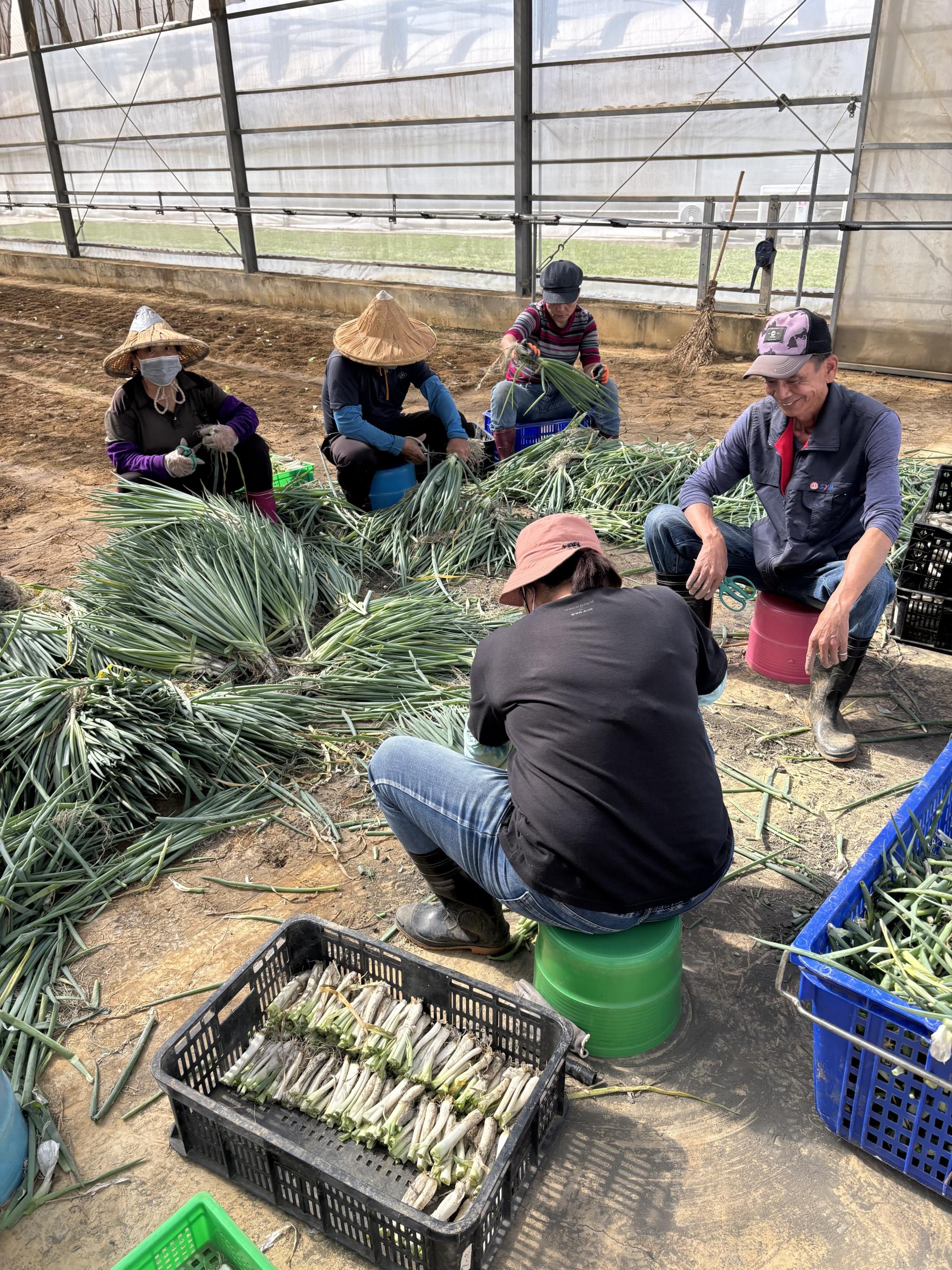 圖6.選擇健康分株苗單株定植田間。