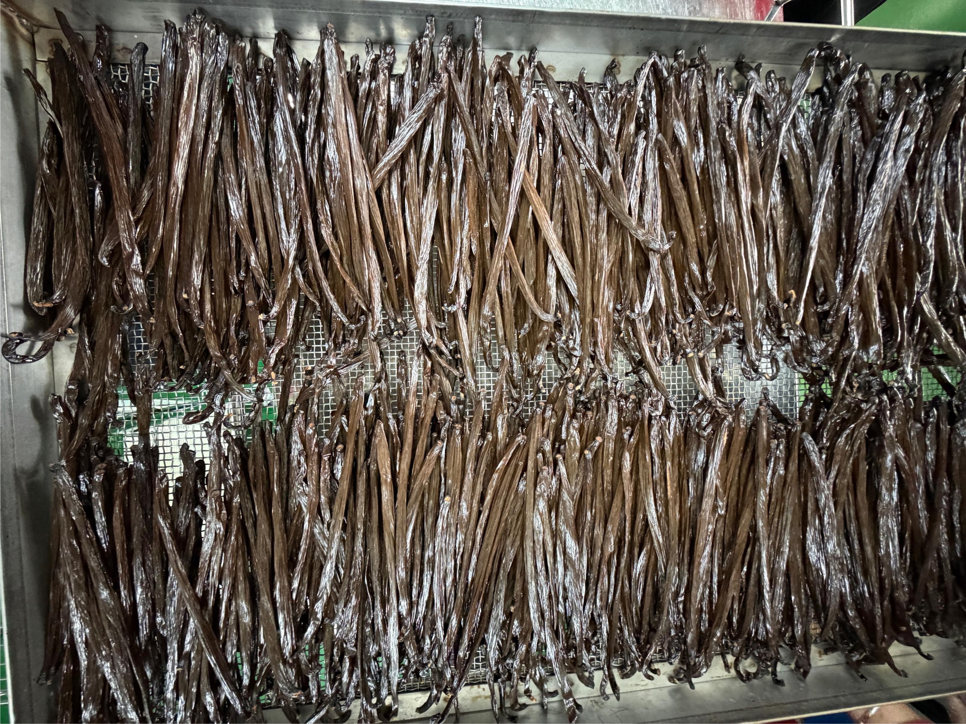 圖4.香草莢在環控設備下進行乾燥製程。