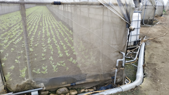 設施溫網室栽培葉菜類種類多樣且共通管線藥劑噴施容易造成農藥殘留違規 