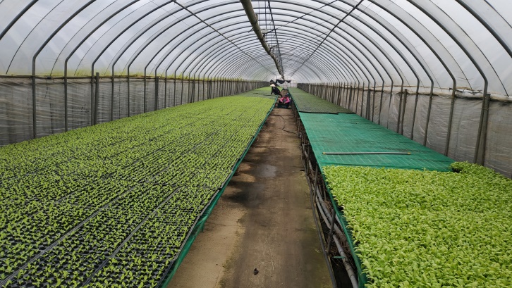 培育健康種苗並採行二階段移植栽培可縮短蔬菜生育期，降低病蟲害發生 