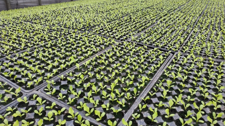 培育健康種苗並採行二階段移植栽培可縮短蔬菜生育期，降低病蟲害發生 