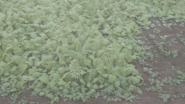 採收後田區清園及受害嚴重田區翻犁等田間衛生工作可降低病蟲害傳播蔓延。 