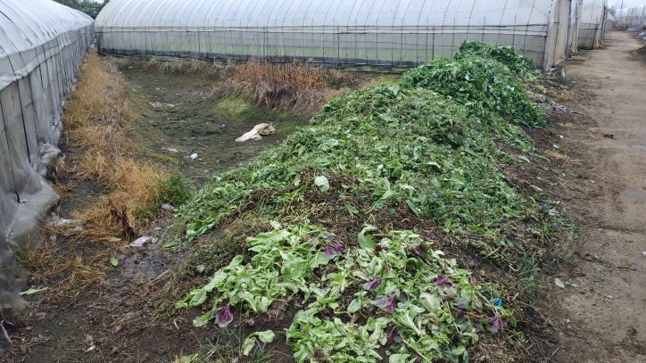 採收後田區清園及受害嚴重田區翻犁等田間衛生工作可降低病蟲害傳播蔓延。 