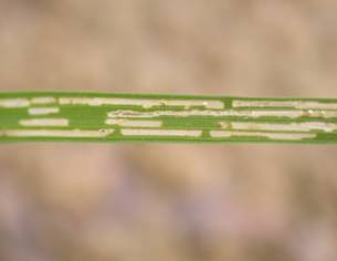 水稻水象鼻蟲成蟲危害症狀