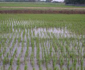 水稻水象鼻蟲危害水稻幼苗