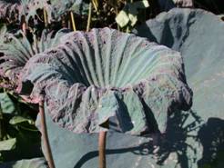 圖 1. 蓮花薊馬危害狀