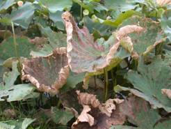 圖 2. 斜紋夜盜蟲危害狀 