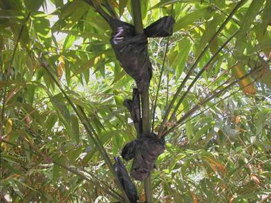 圖 1. 綠竹高壓繁殖法 