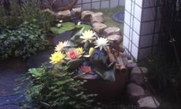 優雅的睡蓮盆栽