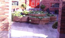 中庭裏大型睡蓮盆栽