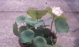 蓮花盆栽