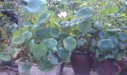 蓮花盆栽開完花後不易再開花 