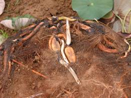 盆栽蓮花秋冬天藕莖肥大進入休眠期