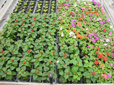 圖1. 底部淹灌草花生育之情形