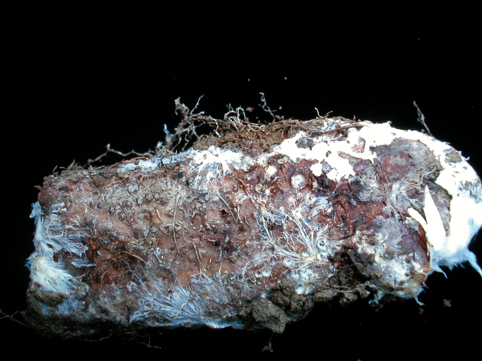 圖1. 山藥薯塊表面出現白色玻璃纖維狀菌絲為白絹病菌感染，不可當作種薯