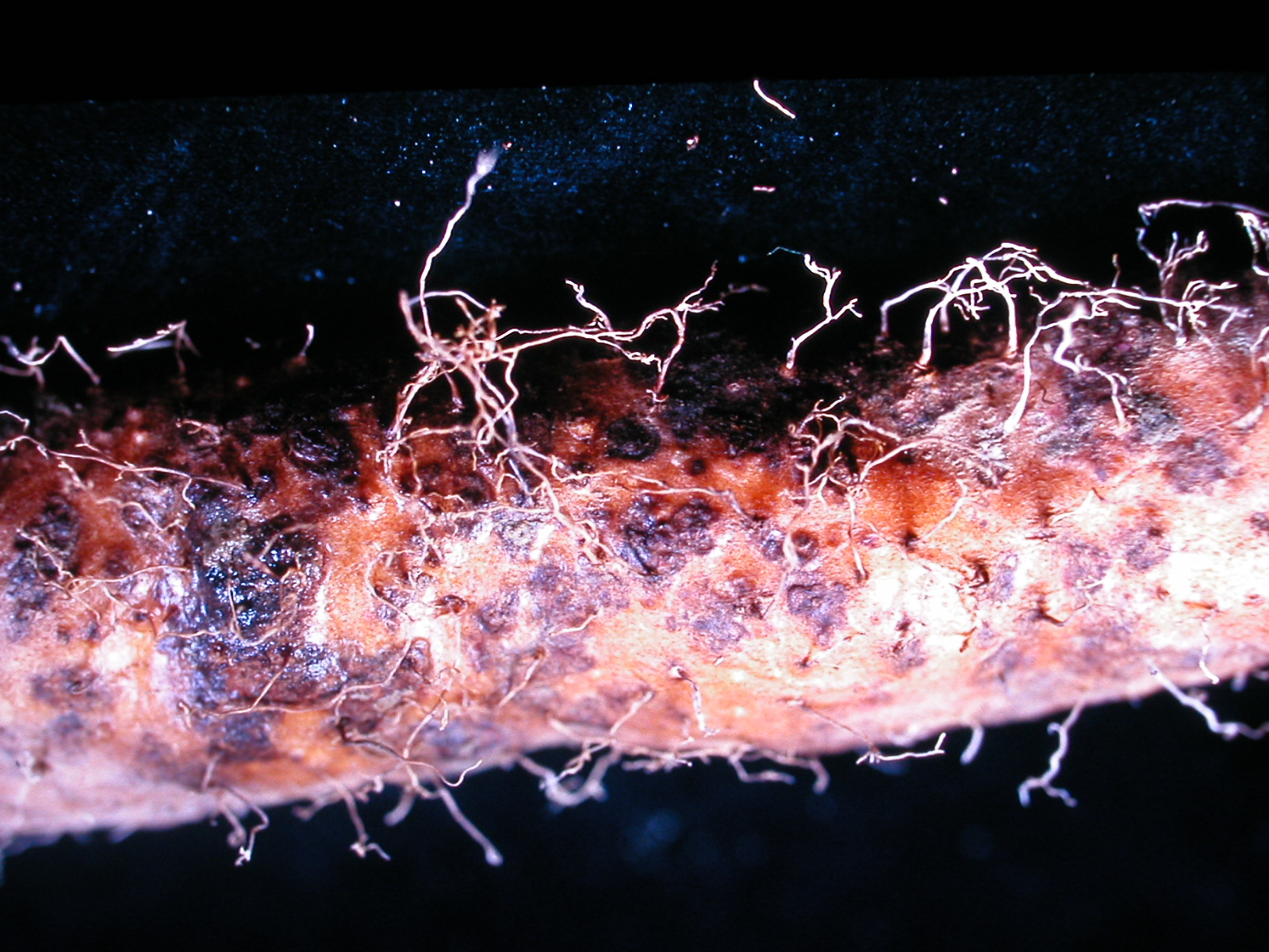 圖2. 山藥薯塊表面之黑色斑塊(左)為根腐線蟲感染，瘤狀凸起(右) 為根瘤線蟲感染，均不可當作種薯