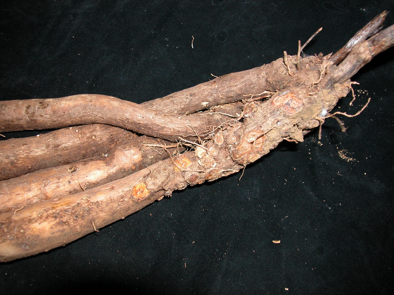 圖2. 山藥薯塊表面之黑色斑塊(左)為根腐線蟲感染，瘤狀凸起(右) 為根瘤線蟲感染，均不可當作種薯