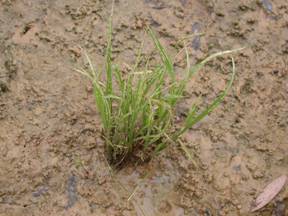 水稻水象鼻蟲危害水稻幼苗