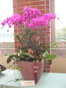 蝴蝶蘭組合盆栽是自用送禮極佳的花禮
