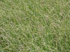 圖二、 縱捲葉蟲 危害水稻植株情形