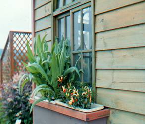 在陽台或窗台栽培盆栽蔬菜，可採摘食用與綠美化居家環境