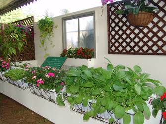 在陽台或窗台栽培盆栽蔬菜，可採摘食用與綠美化居家環境