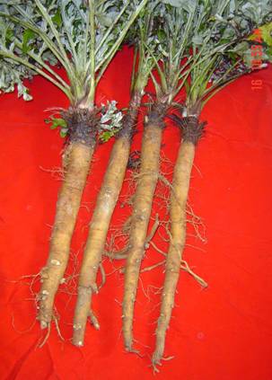 圖一、 生育期為 8 個月的山防風根