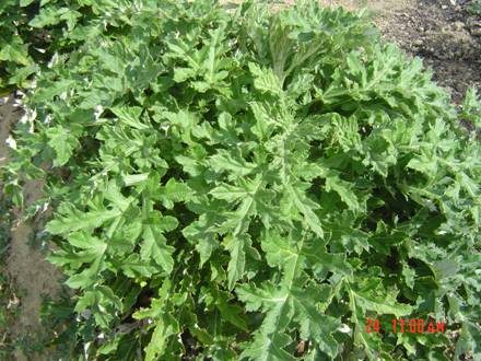 圖二、 山防風植株形態 