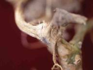 圖1. 洋香瓜受蔓枯病感染，地際部出現佈滿黑色小點之灰白色斑塊