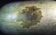 圖2.。細菌性果斑病感染之西瓜果實呈黑褐色斑塊