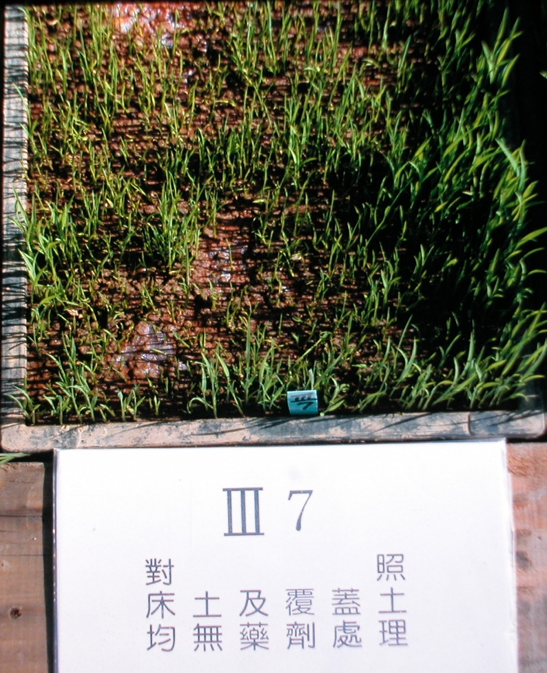 圖 1. 受病害秧苗