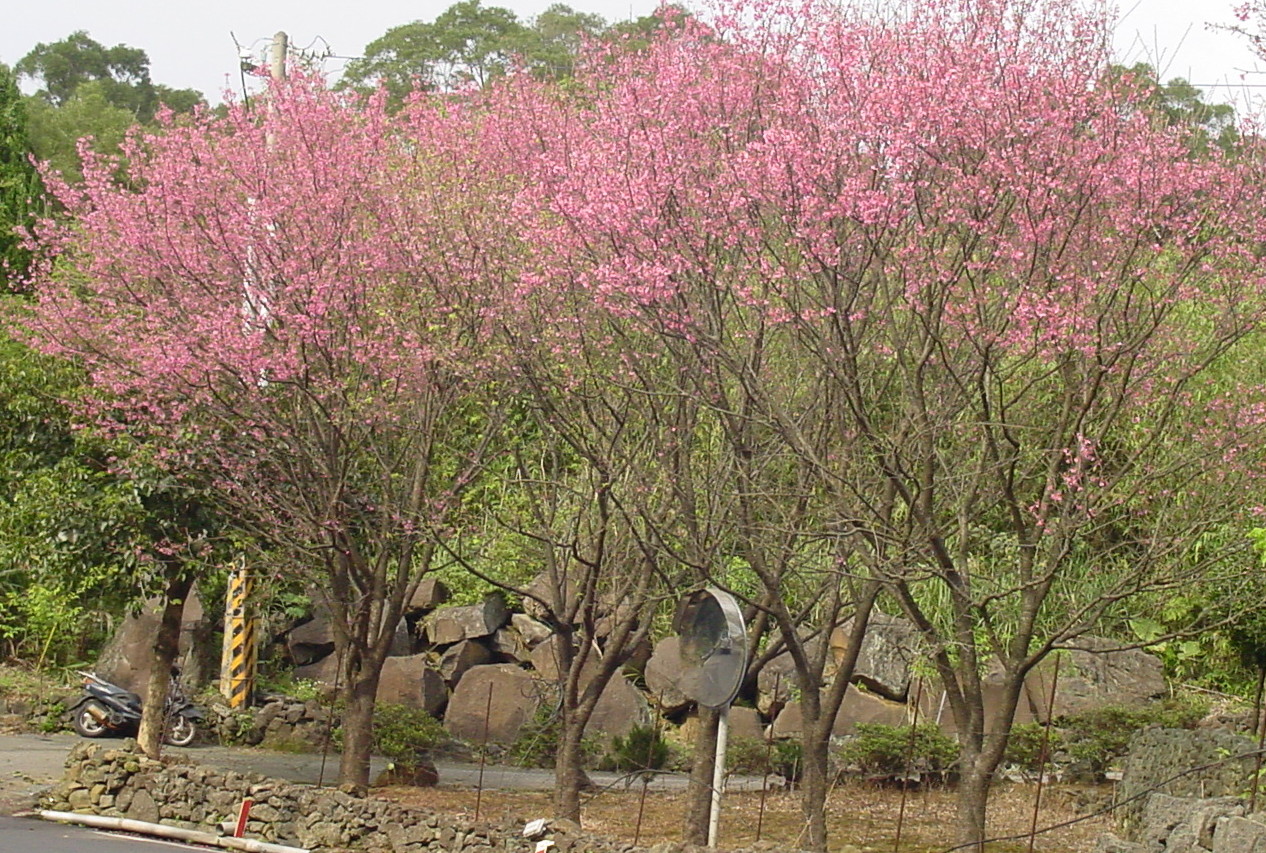 圖 1. 山櫻花路樹常讓過往的路人駐足欣賞