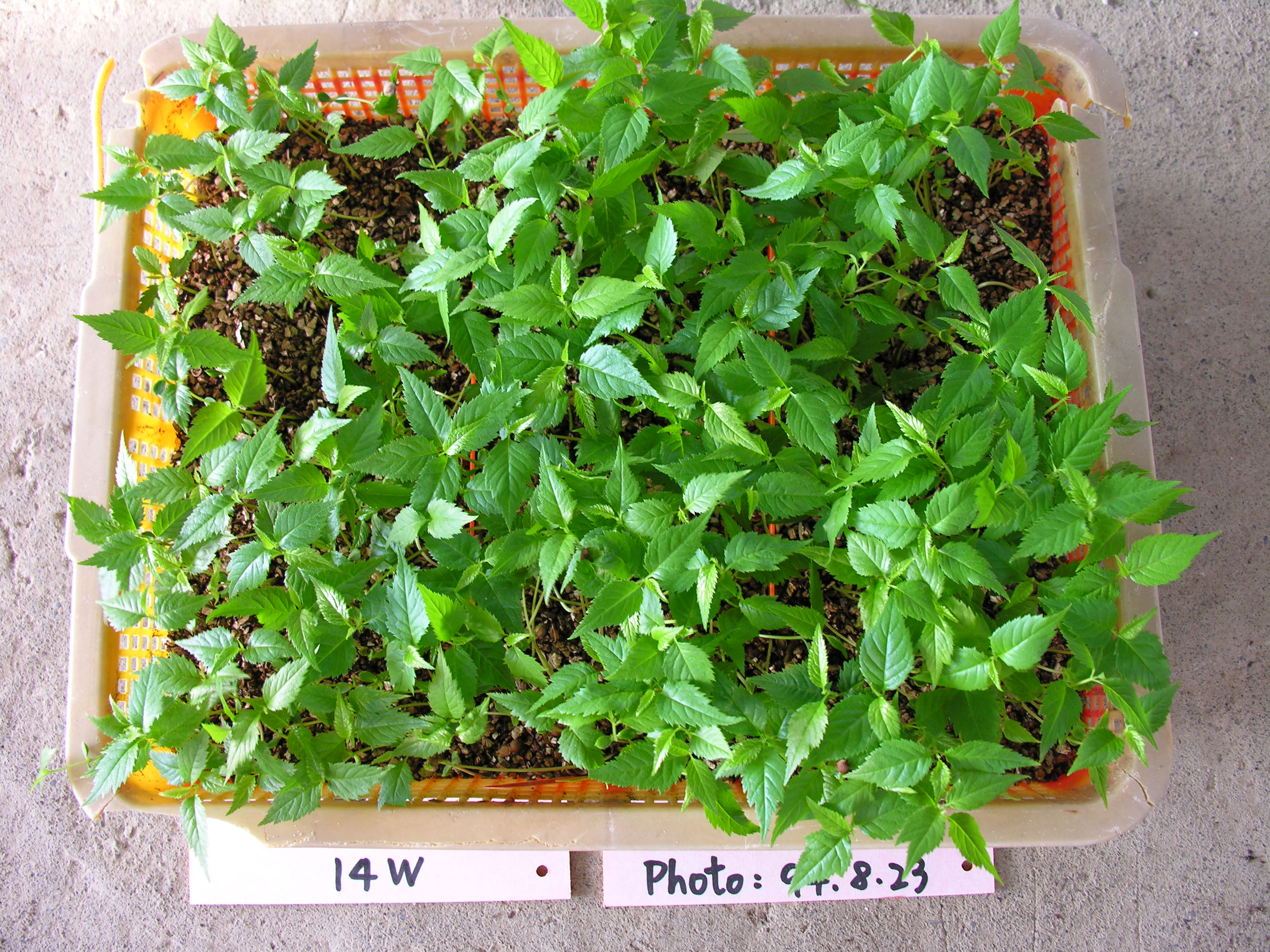 桃改場成功發展山櫻花種子的催芽技術 可輕鬆提高發芽率達45倍 桃園區農業改良場