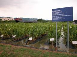 薑花試驗田