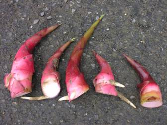 圖2.野薑花根部幼嫩可食部分