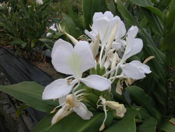 圖3.野薑花—美麗的林間花蝴蝶