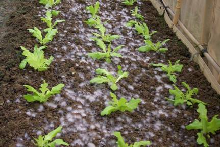 圖1.未腐熟有機質肥料造成微生物大量繁殖有害蔬菜生育