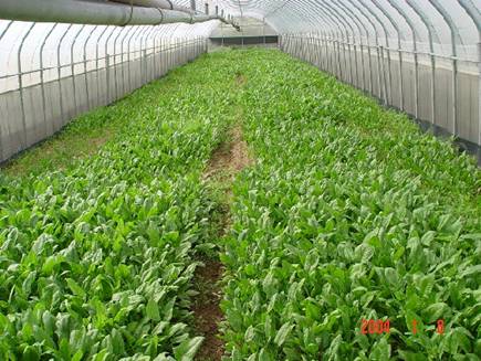 圖2.土壤鹽害使蔬菜發芽率降低且生育高矮不一