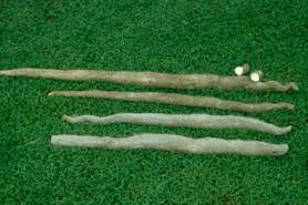 圖1. 山藥新品種 桃園四號 地下塊莖