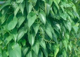 圖2. 山藥新品種 桃園四號 之葉形