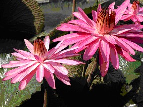 紫紅色的齒葉夜開蓮花朵碩大